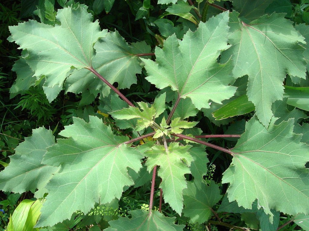 Leaves and stem
