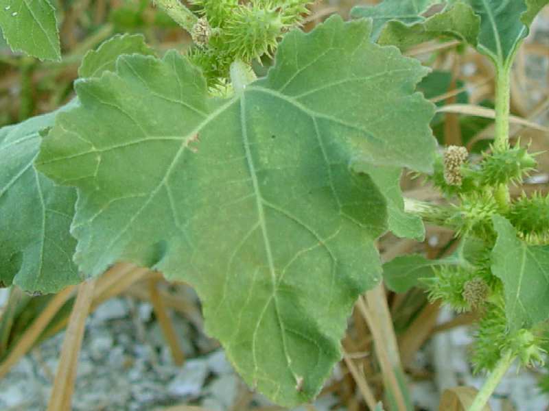 Leaf closeup