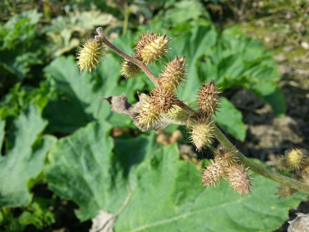 Form