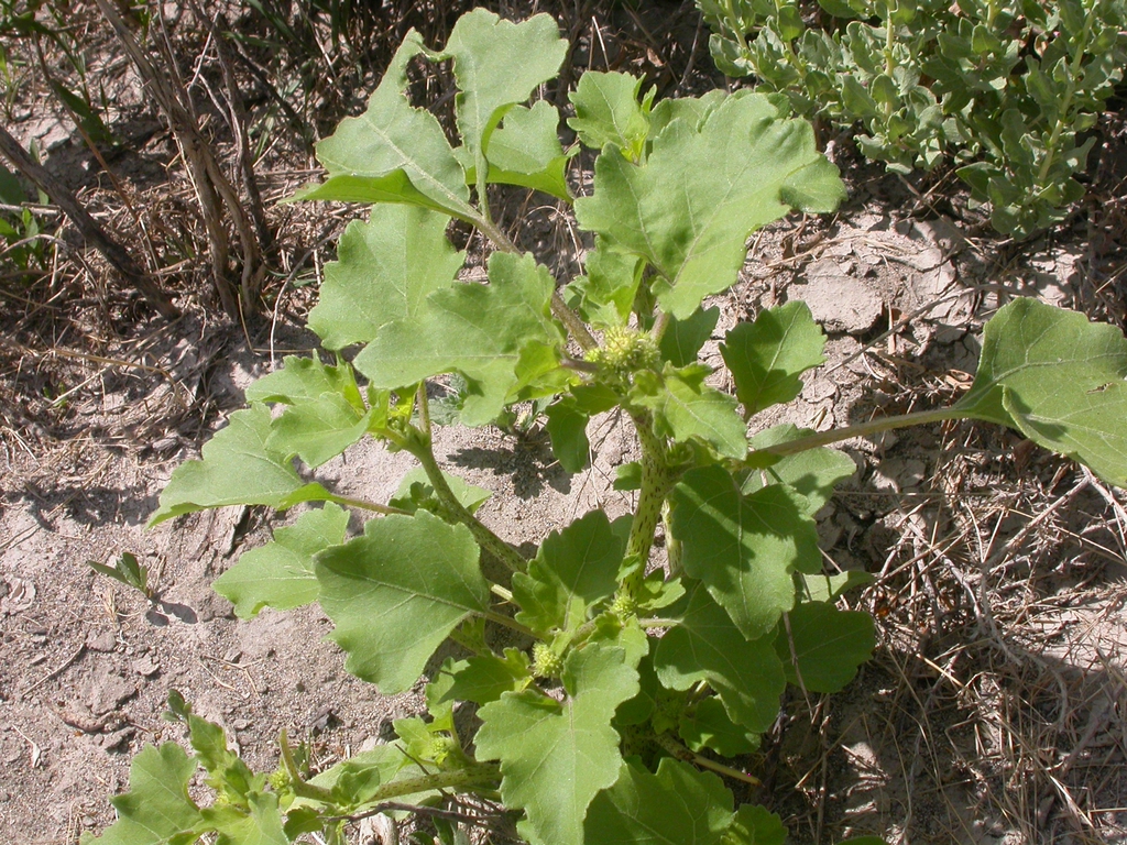 Form