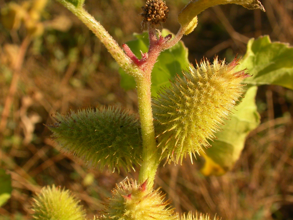 Form