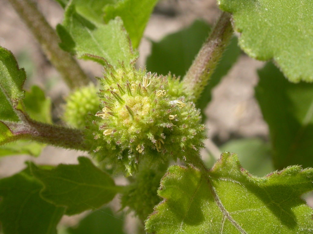 Xanthium strumarium