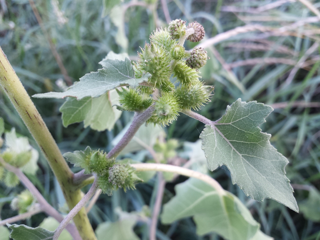 Xanthium strumarium