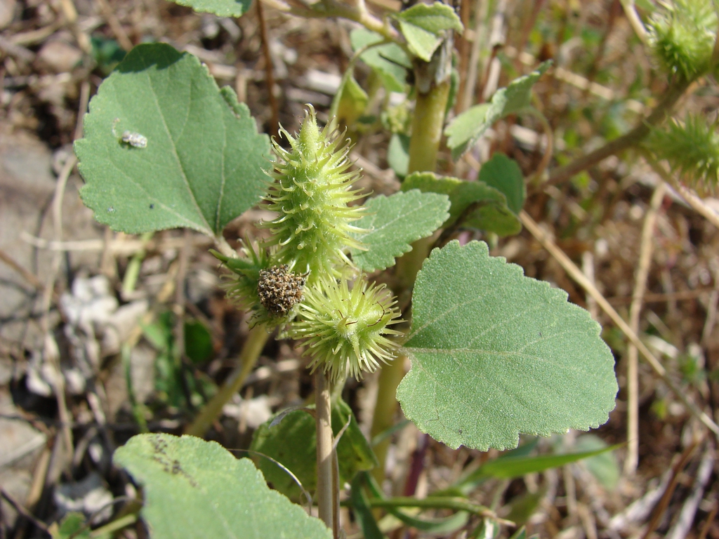 Form