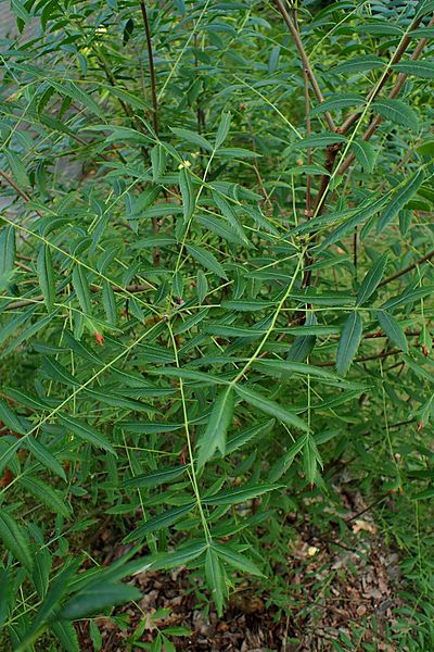 Xanthoceras sorbifolium