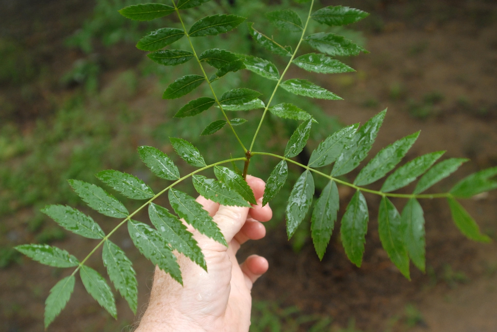 Xanthoceras sorbifolium