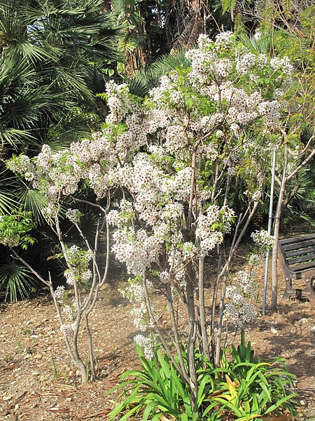 Xanthoceras sorbifolium