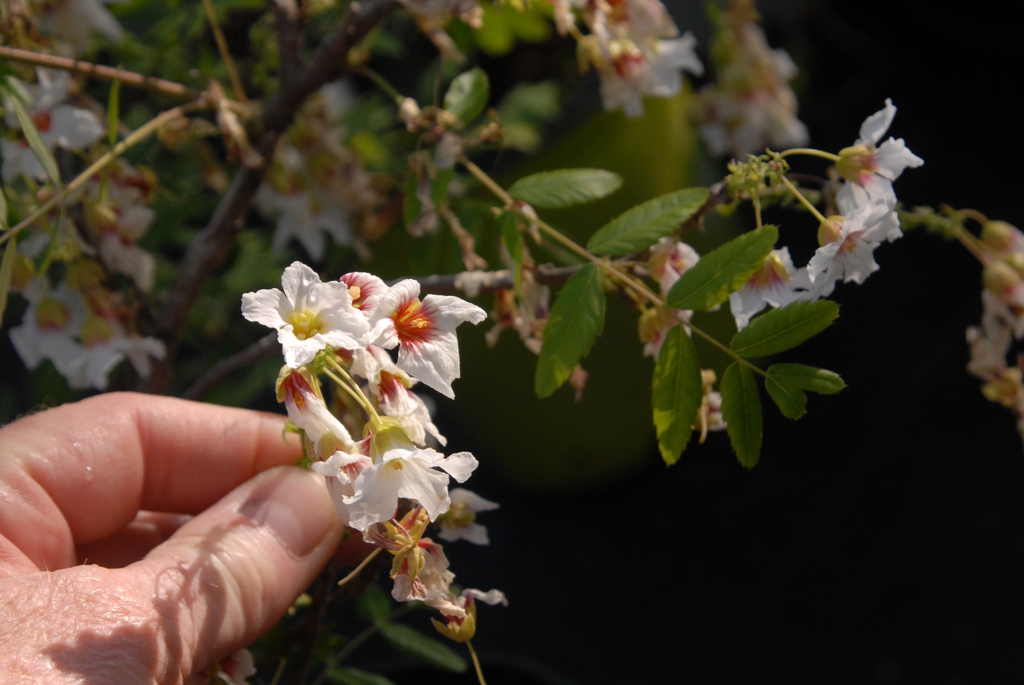 Xanthoceras sorbifolium