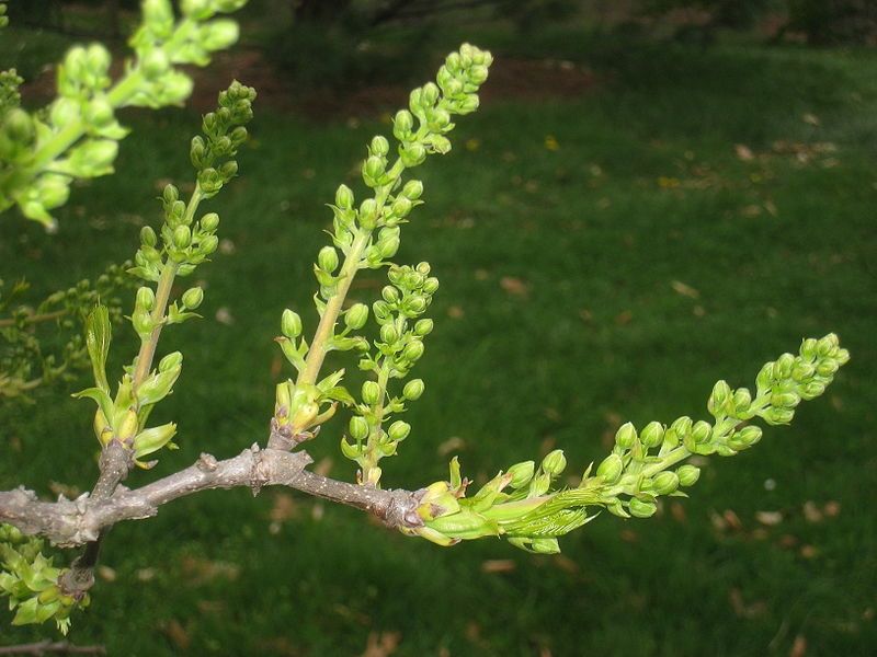 Xanthoceras sorbifolium