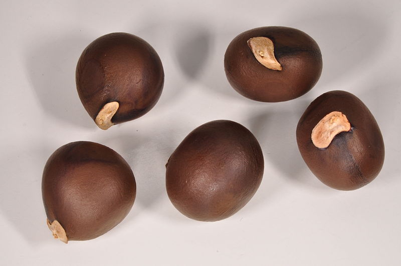 Xanthoceras sorbifolium