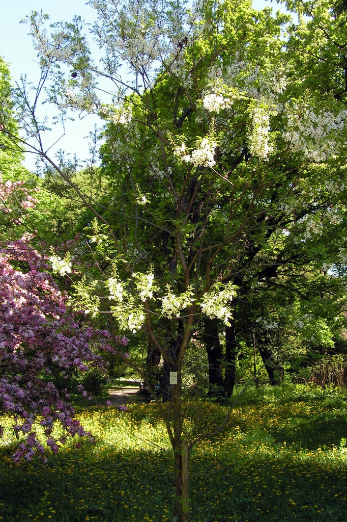 Form
