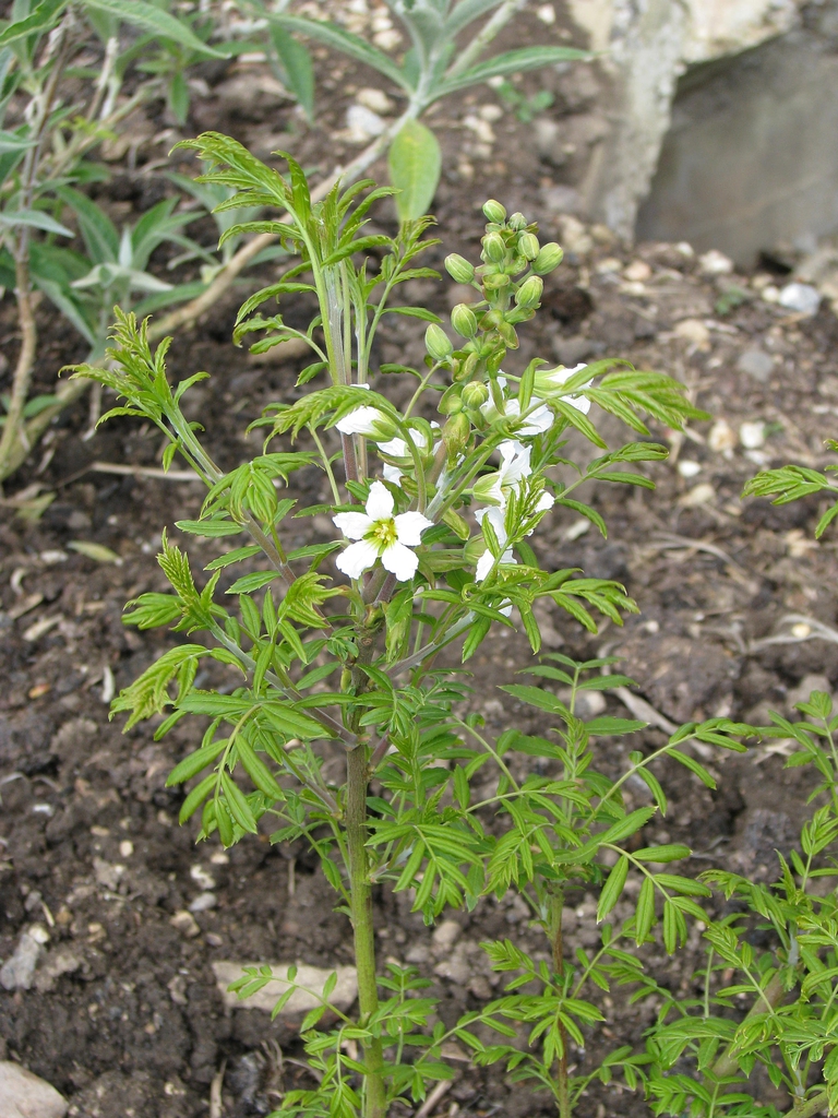 Form