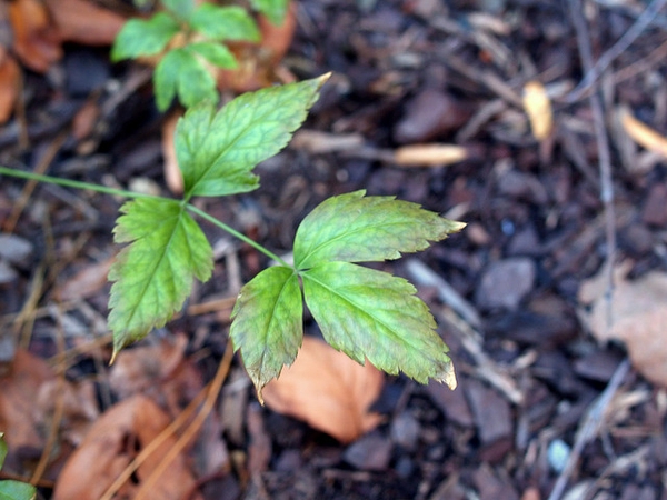 Leaves