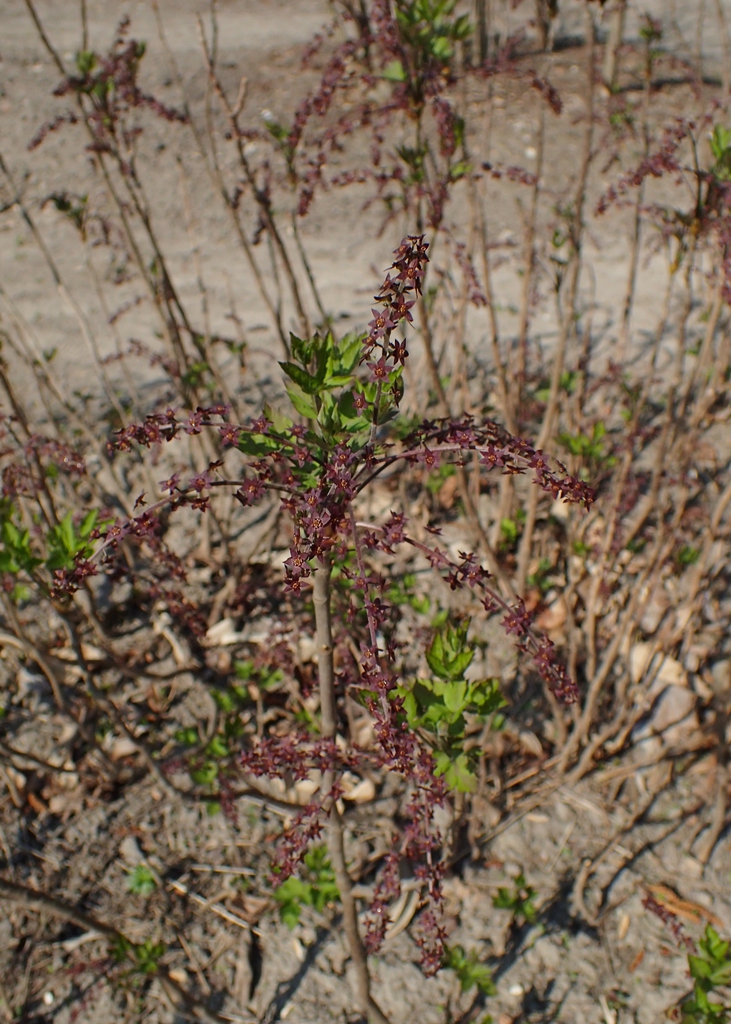 Form