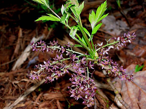 Leaves and flowers