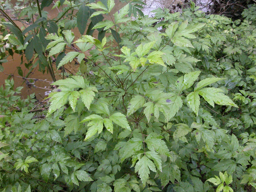Form