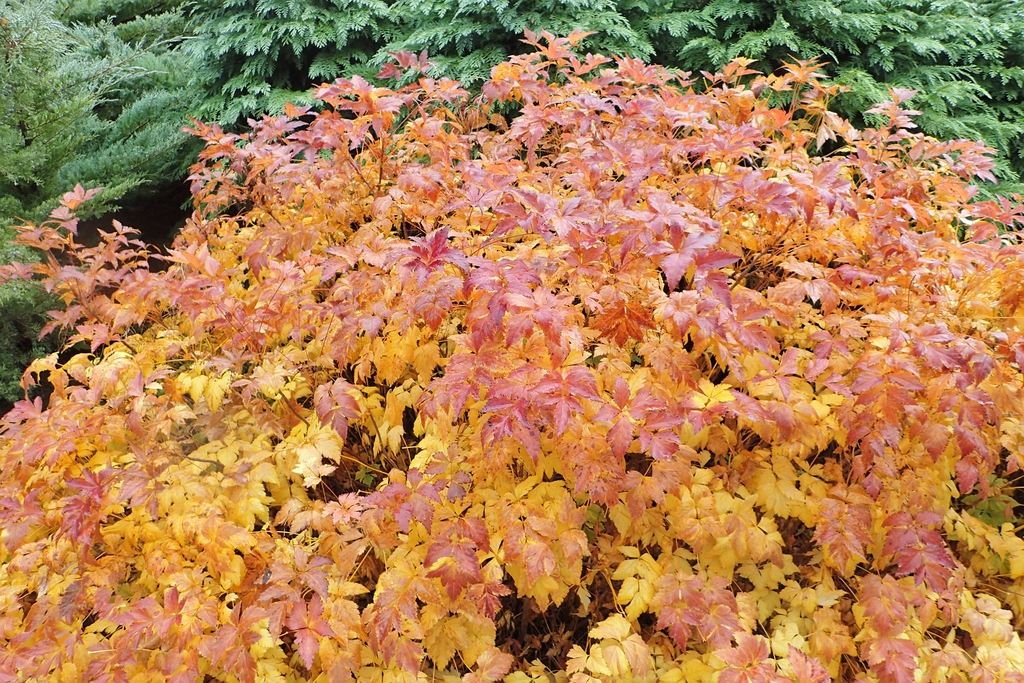 Leaves