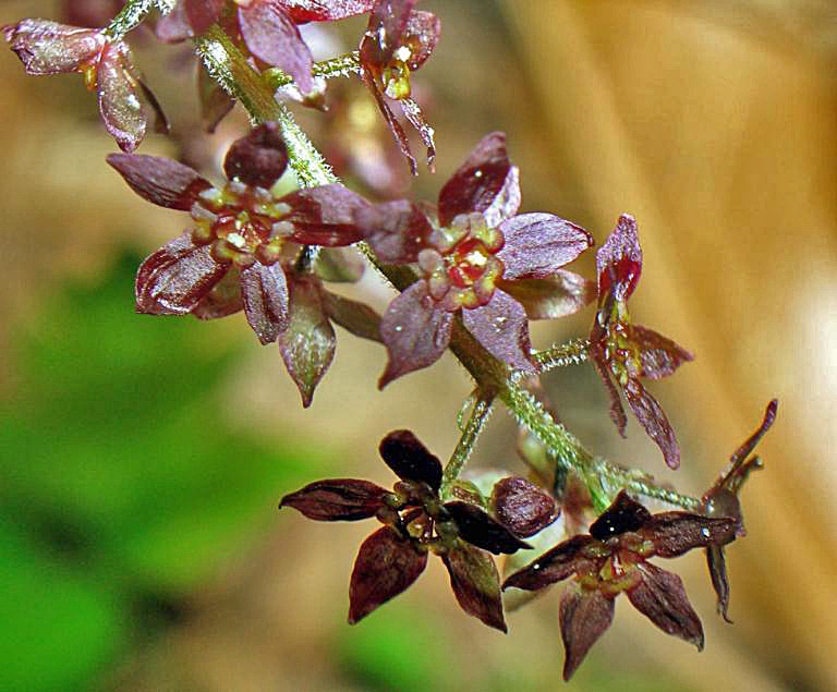 Close up of flower