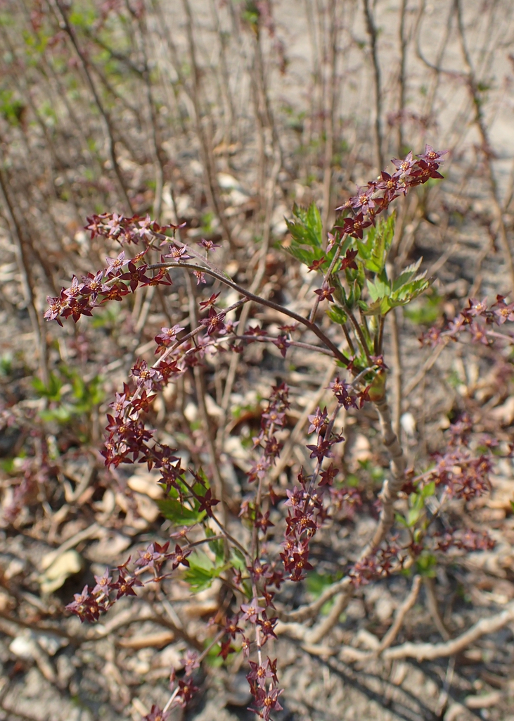 Form