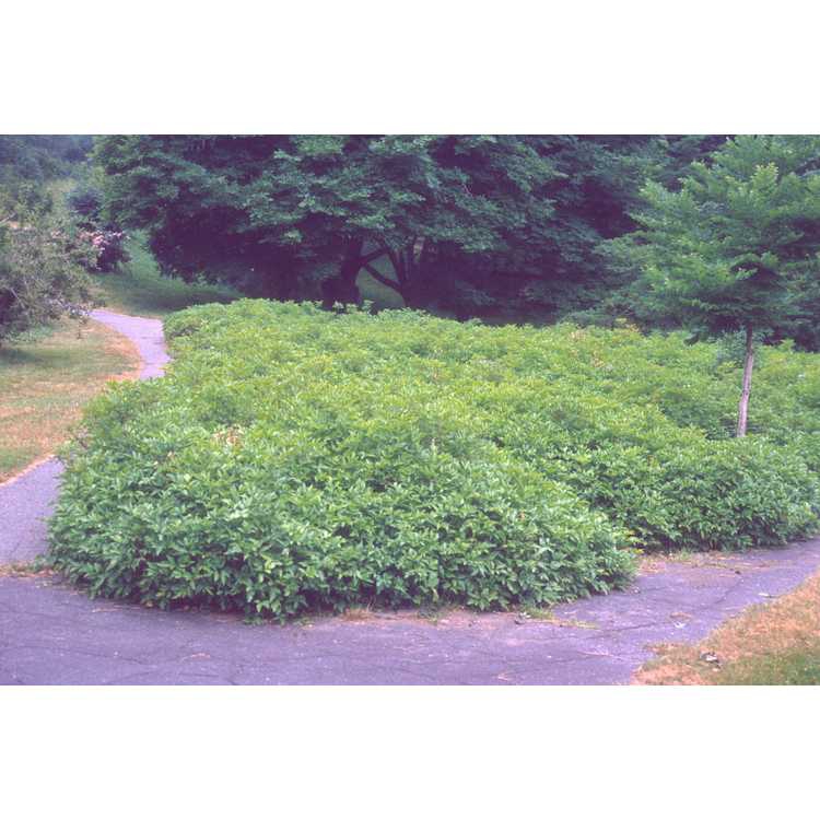 Xanthoceras sorbifolium