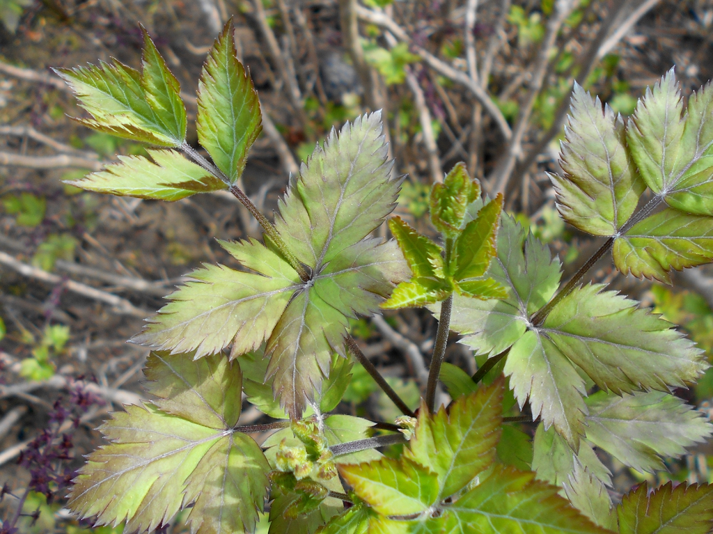 Leaves