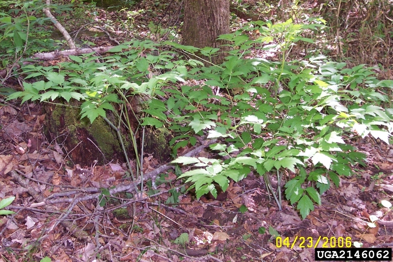 Xanthoceras sorbifolium