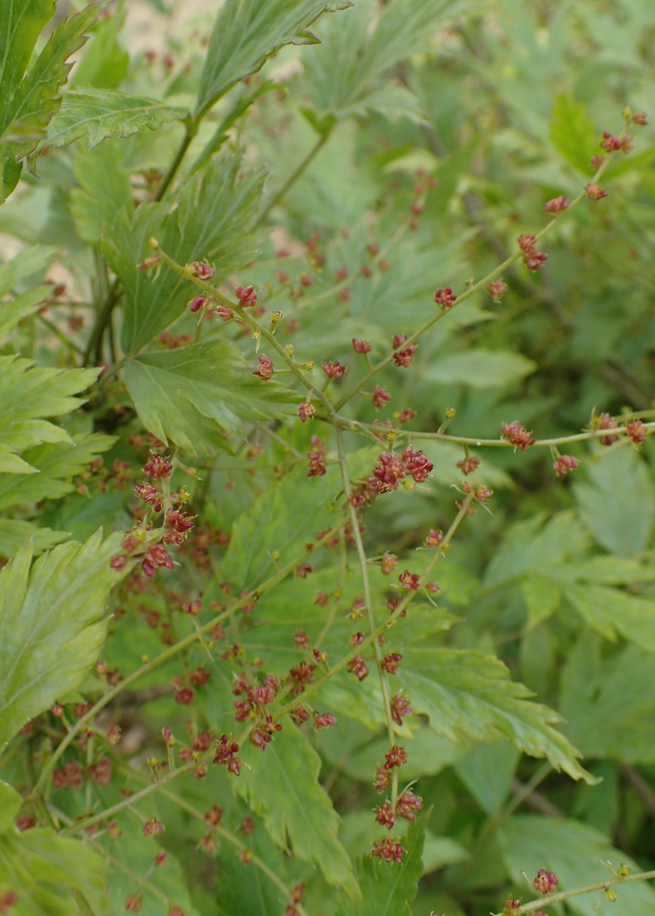 Leaves