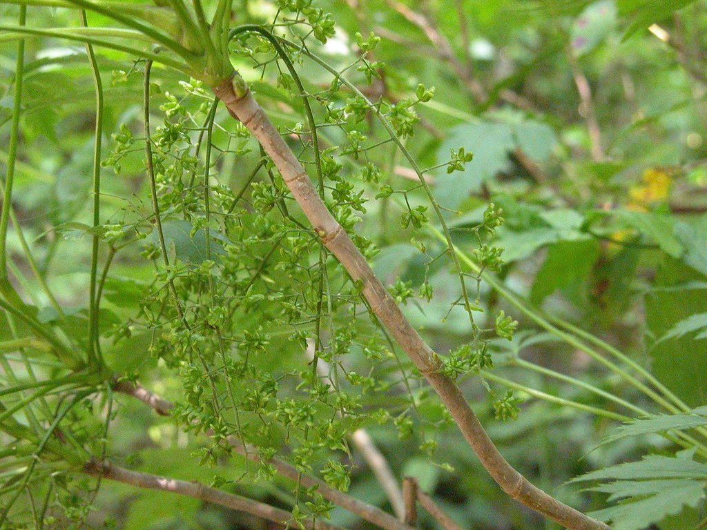Xanthorhiza simplicissima