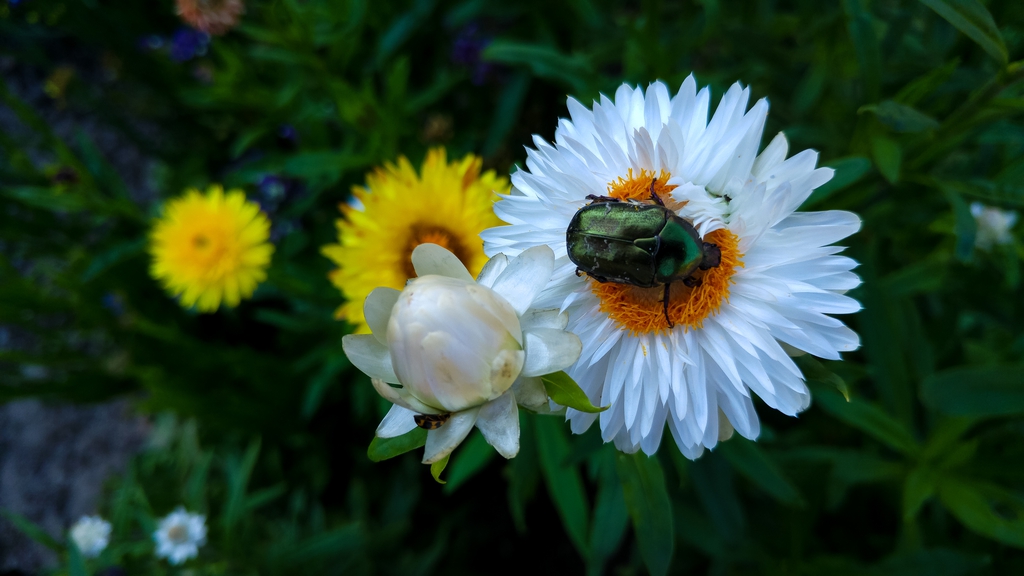 Flowers