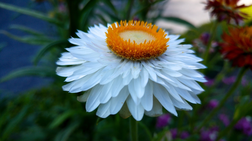 Flower