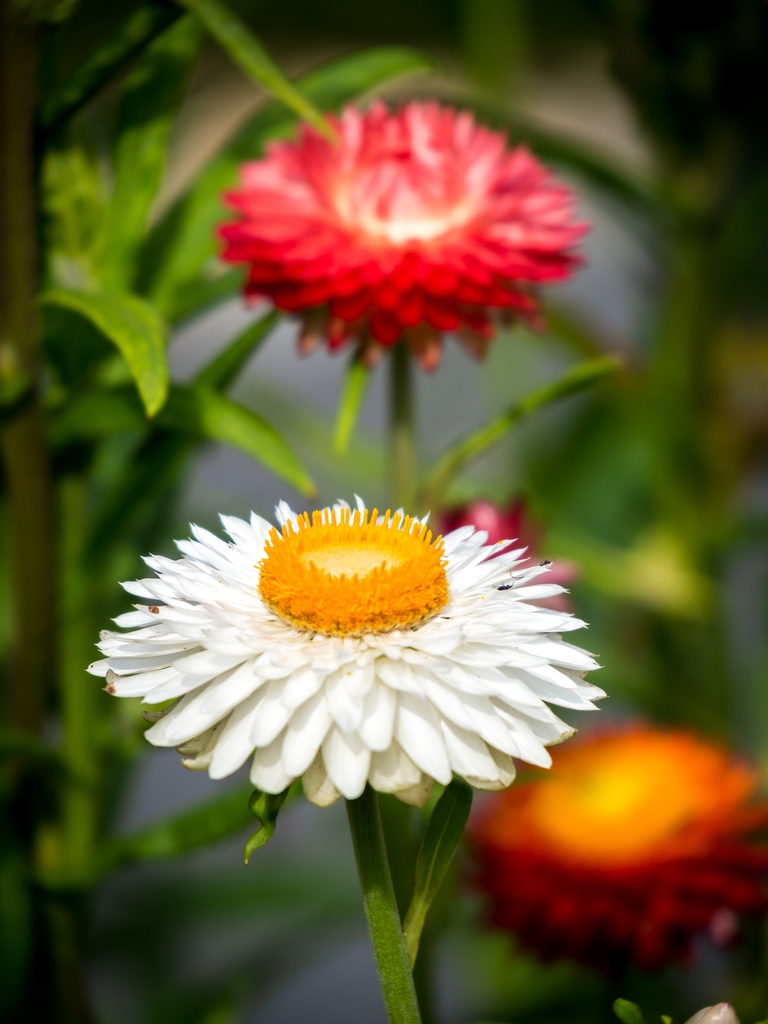 Flowers