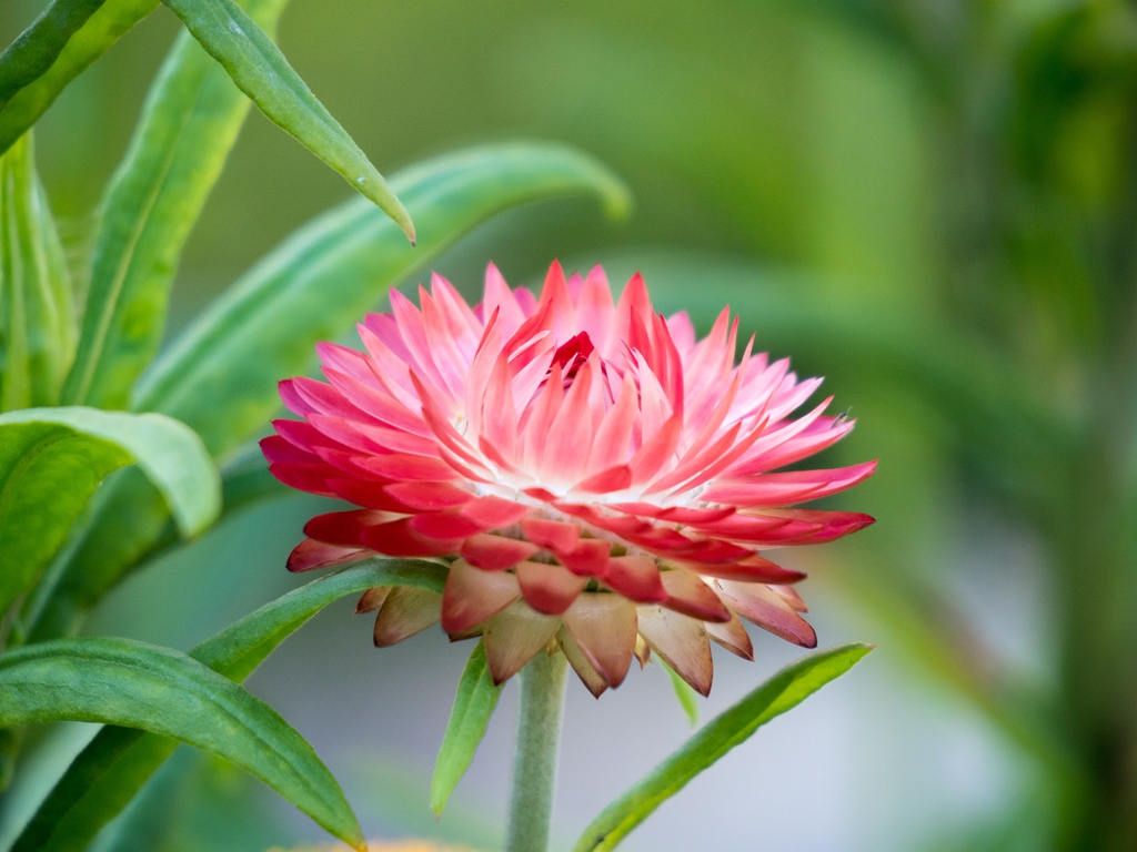 Flower