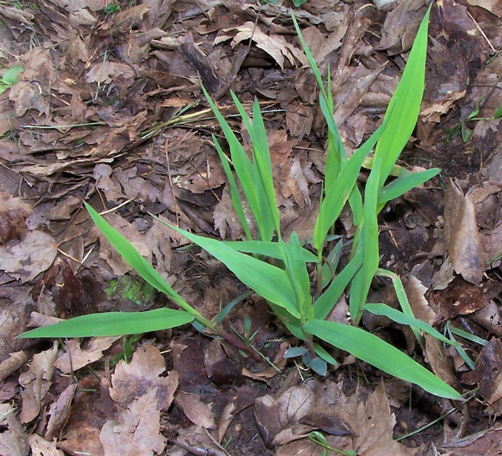 Year Old Plant - Durham County, NC