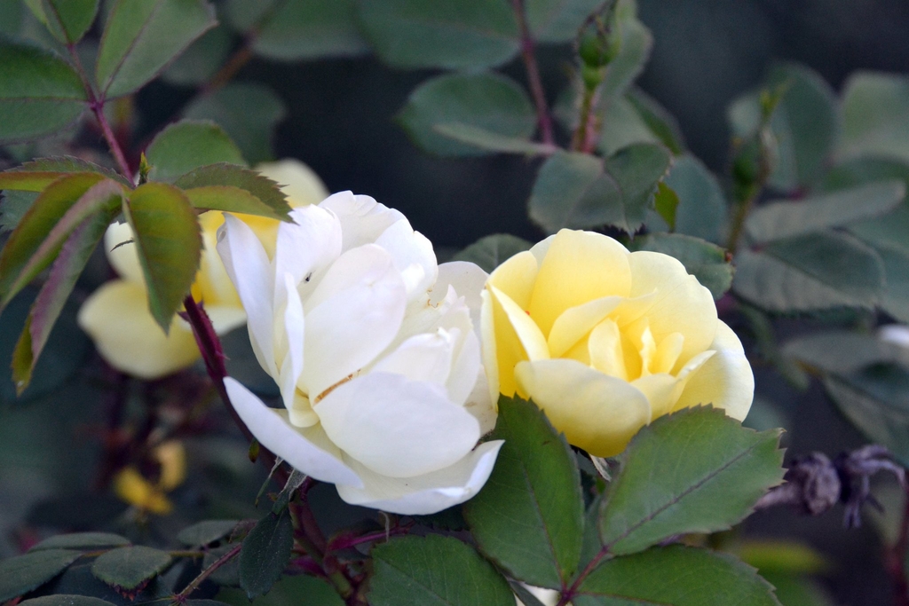Yellow Knockou rose