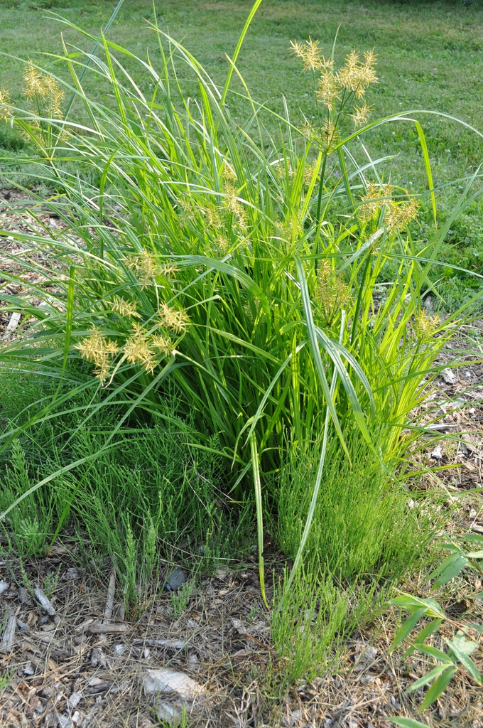 Yellow Nutsedge form