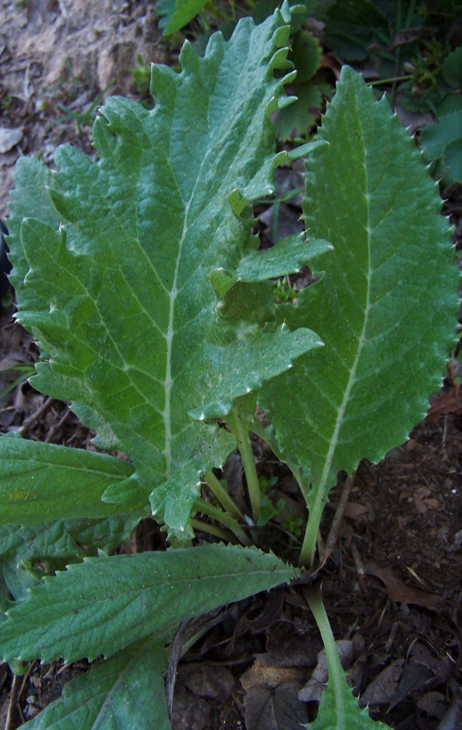 Cynara cardunculus (Scolymus Group)