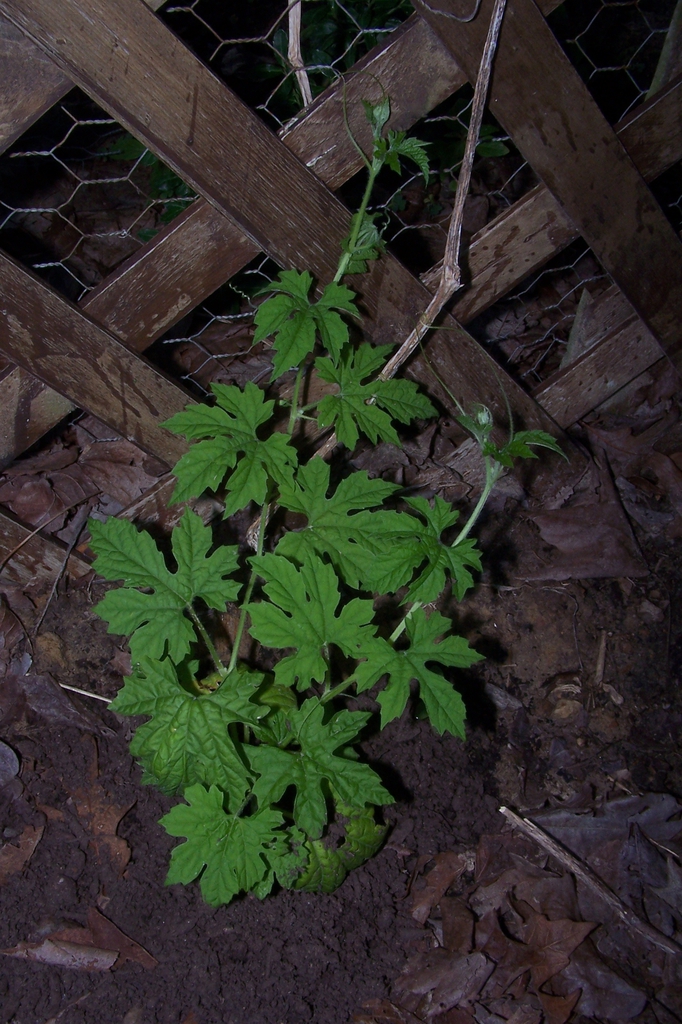 Young Vine - Durham County, NC