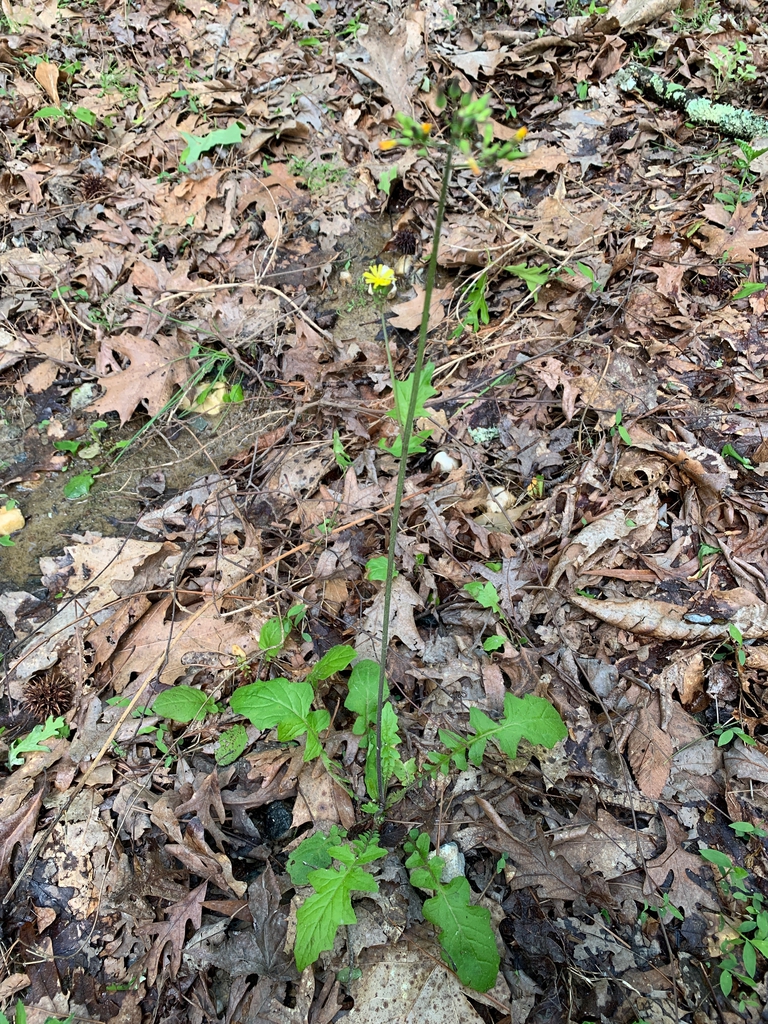 spring leaves, Union County, NC