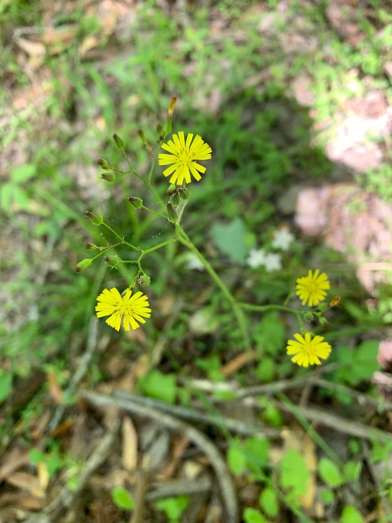spring flowers, Union County, NC