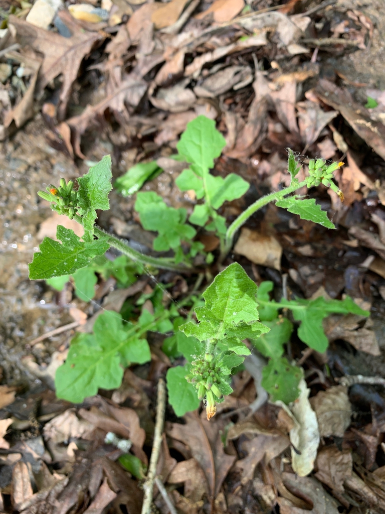 unopened spring flowers, Union County, NC