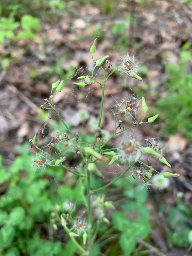 spring seeds, Union County, NC