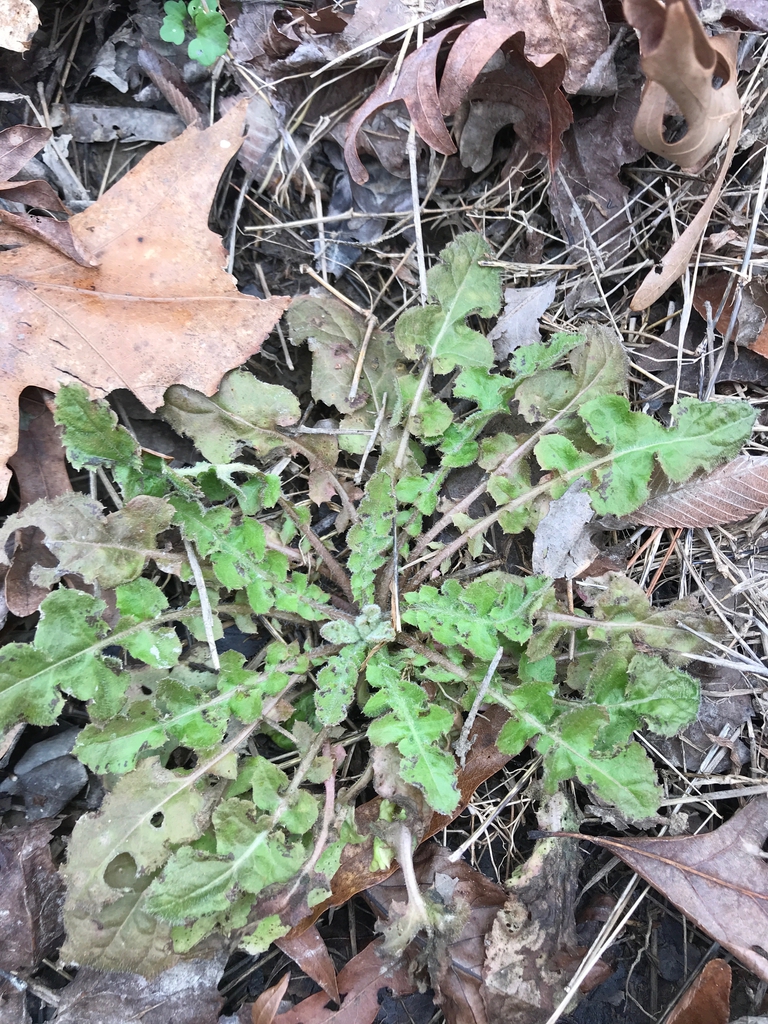 winter rosette, Union County, NC