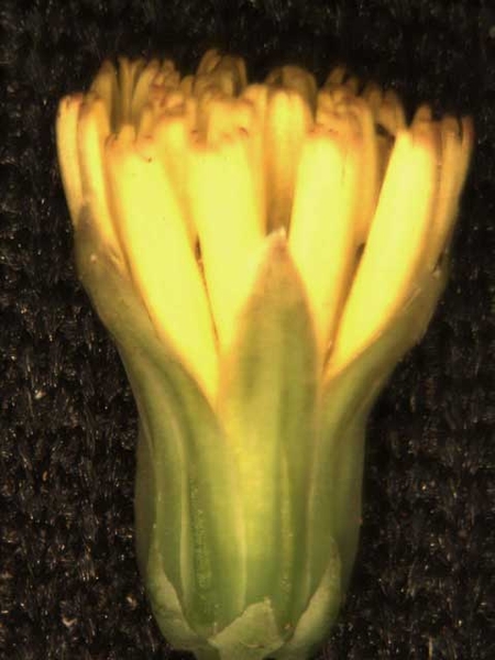 Youngia japonica (L.) DC.