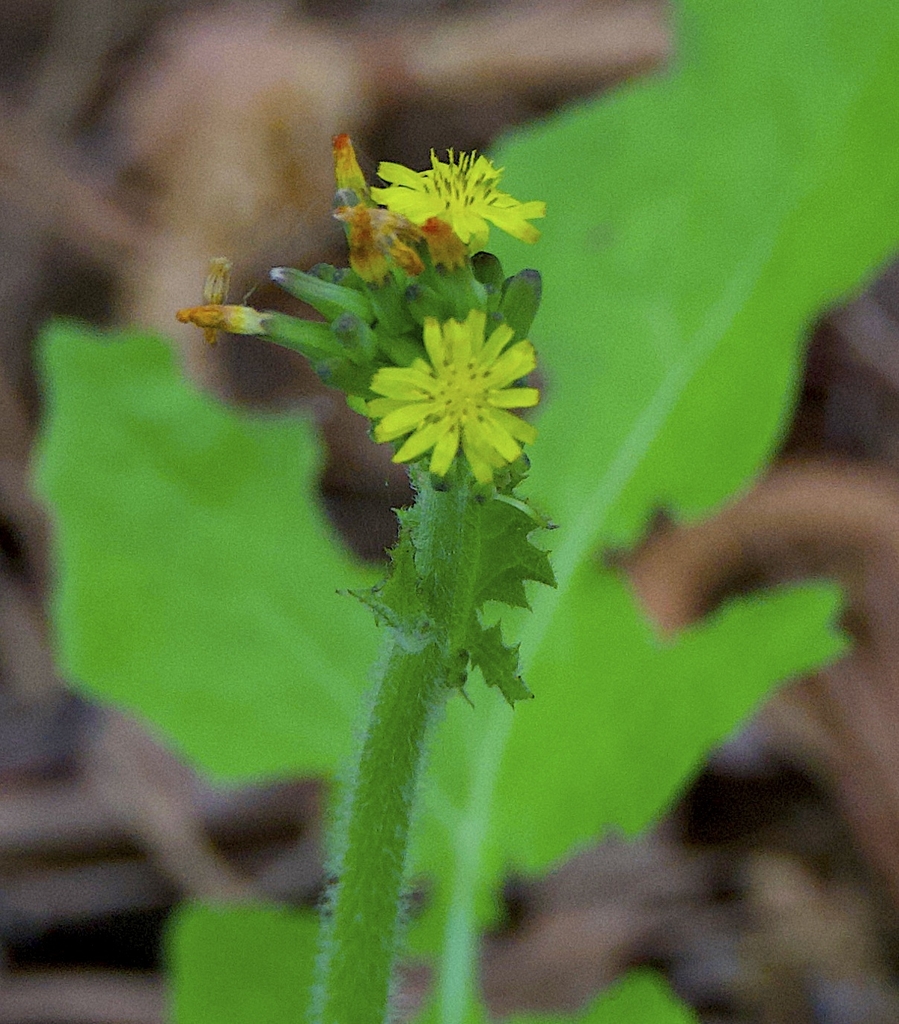 Small bright yellow flowers, stem with hair, lobed leaves