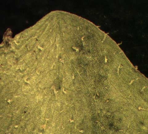 Youngia japonica (L.) DC.