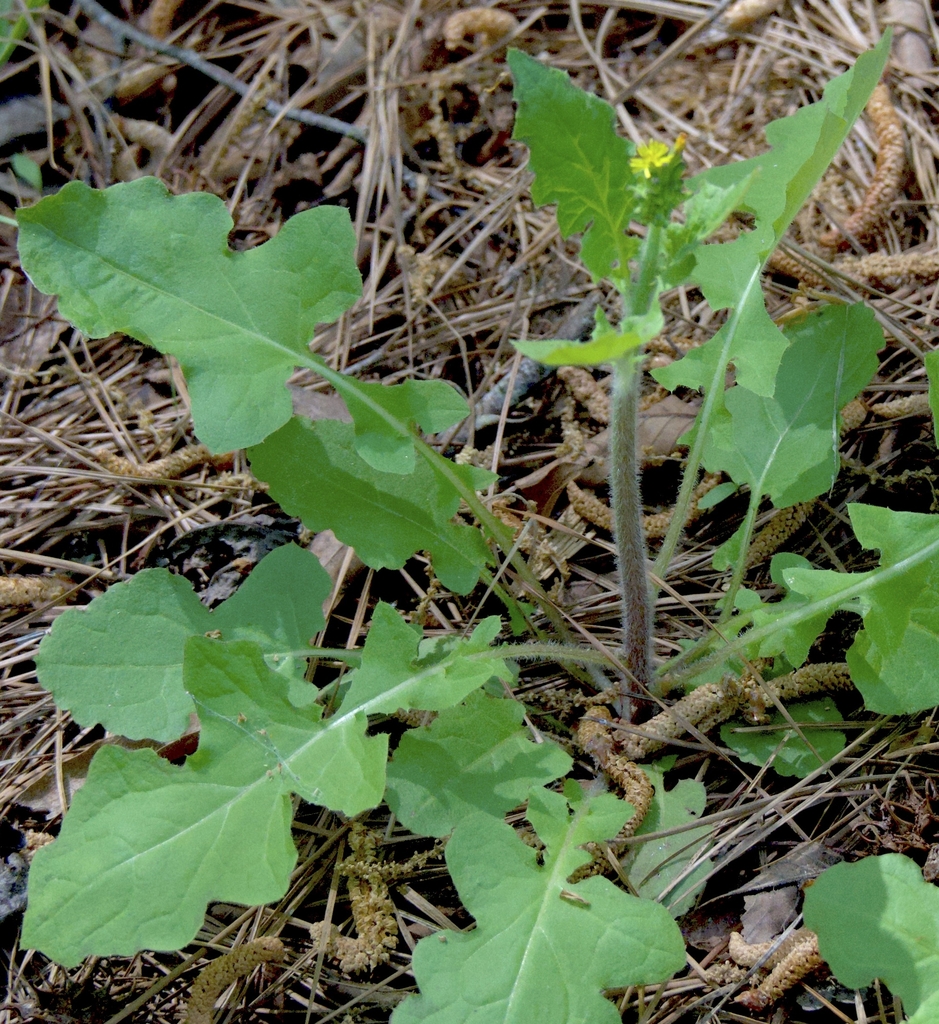 Lobed leaves and pubescent stems