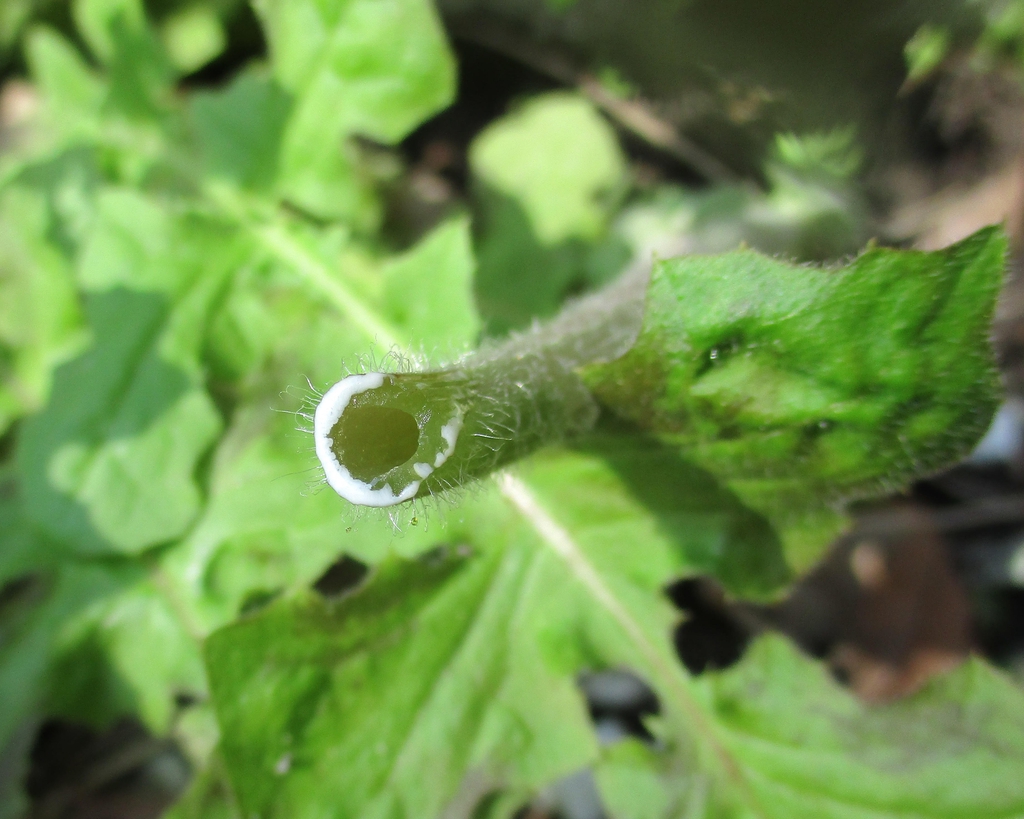 white exudate from cut stem
