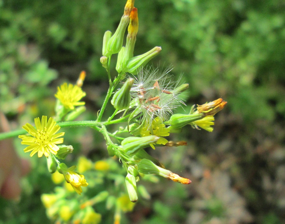 Seeds