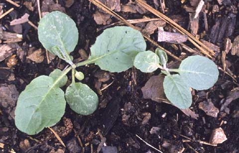Youngia japonica (L.) DC.