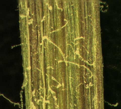 Youngia japonica (L.) DC.